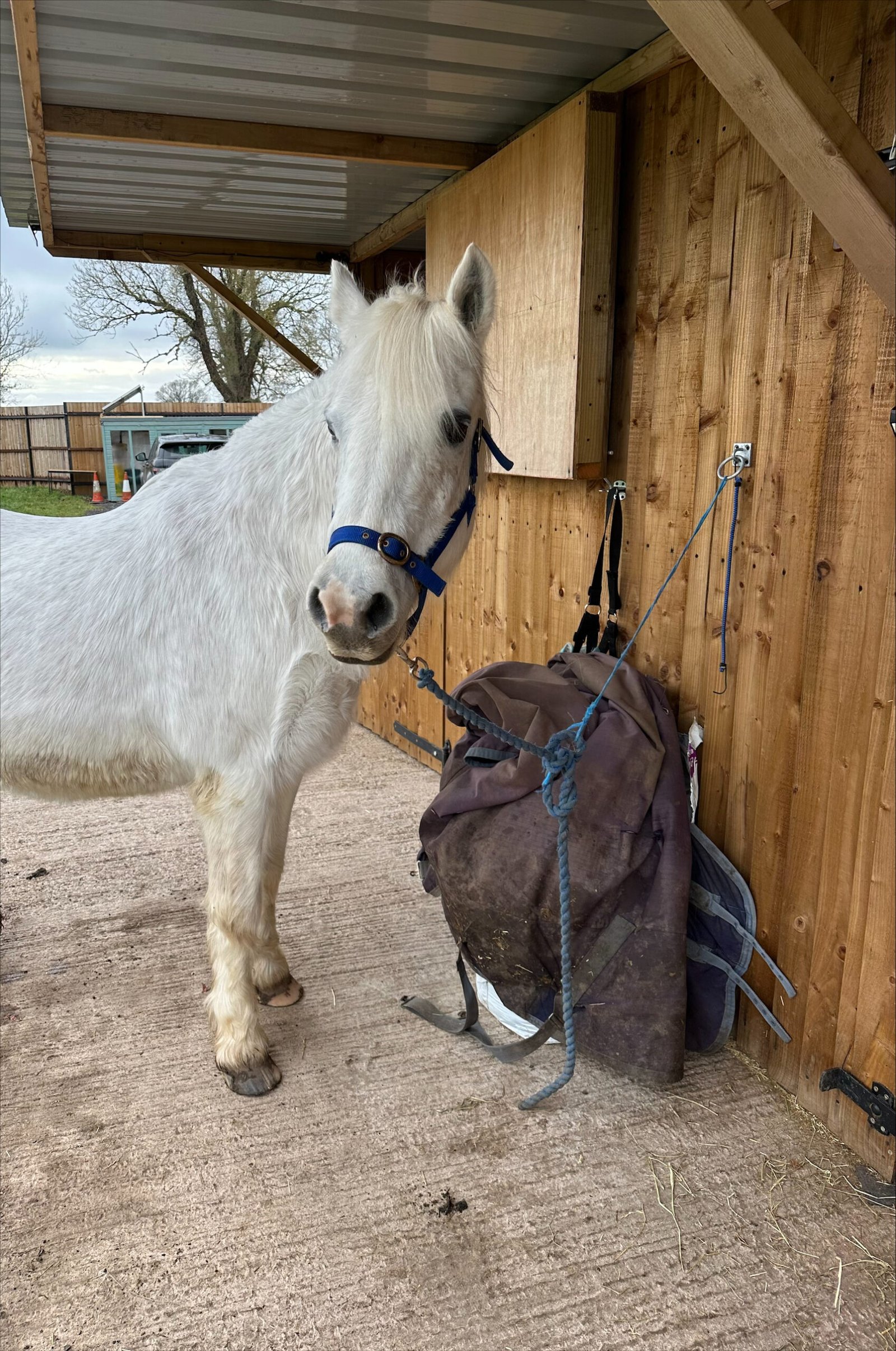 Meet the Ponies Brooks Equestrian Academy